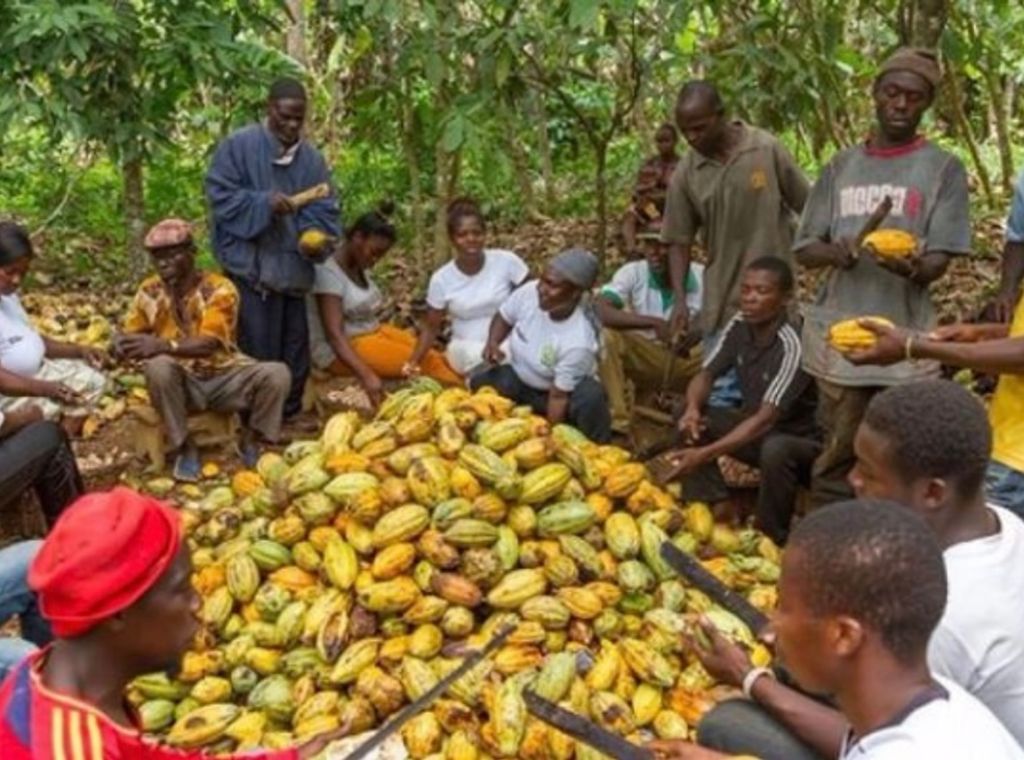 COCOBOD cautions of possible cocoa output decline due to persistent rains