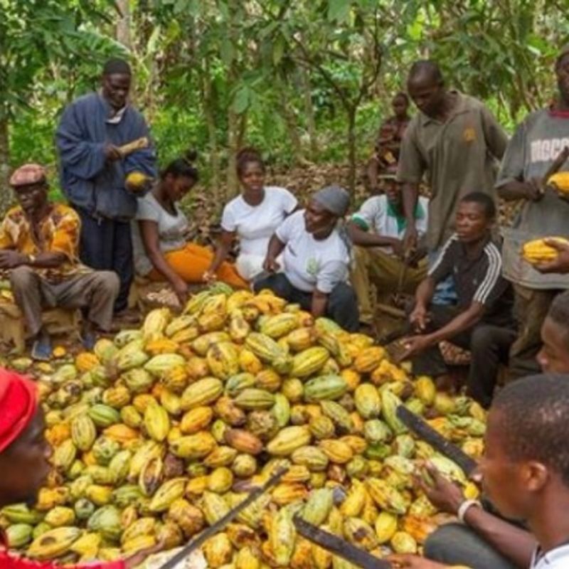 COCOBOD cautions of possible cocoa output decline due to persistent rains