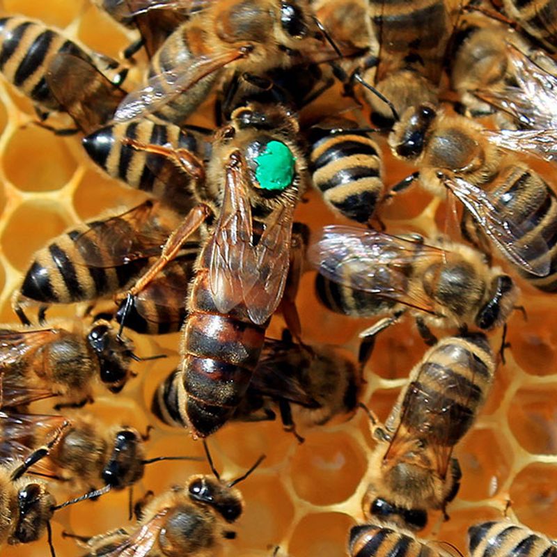 A/R: Kwaadwamena community attacked by mysterious bees; livestock dead